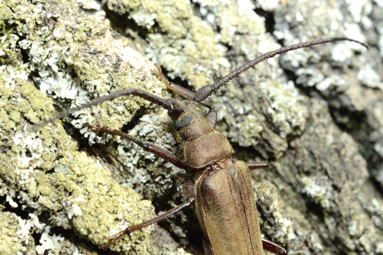 Aegosoma scabricorne